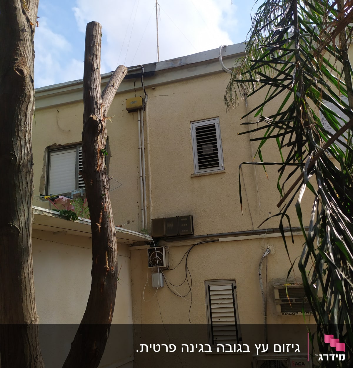 גזע עץ גזום ליד בניין